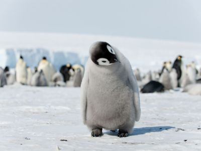 Junger Kaiserpinguin auf Snow Hill Island im Weddellmeer (© Vreni & Stefan Gerber)