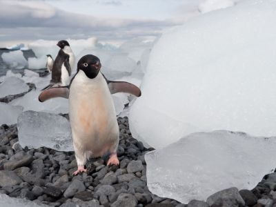 Adeliepinguin am Brown Bluff, Weddellmeer (© Vreni & Stefan Gerber)