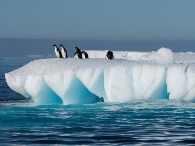 Adeliepinguine auf einer Eisscholle. (© Vreni & Stefan Gerber)