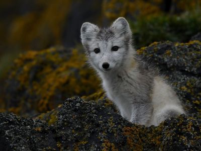 Polarfuchs auf der Kuhn Insel, Franz-Josef-Land (© Poseidon Expeditions)