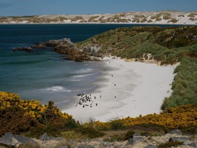 Gypsy Cove, Falklandinseln (© Vreni & Stefan Gerber)