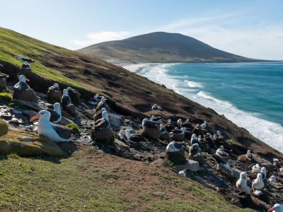 Schwarzbrauenalbatroskolonie, Saunders Island, Falklandinseln. (© Vreni & Stefan Gerber)