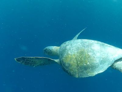 Begegnung unter Wasser auf Galapagos. (© Eva Fuchs)