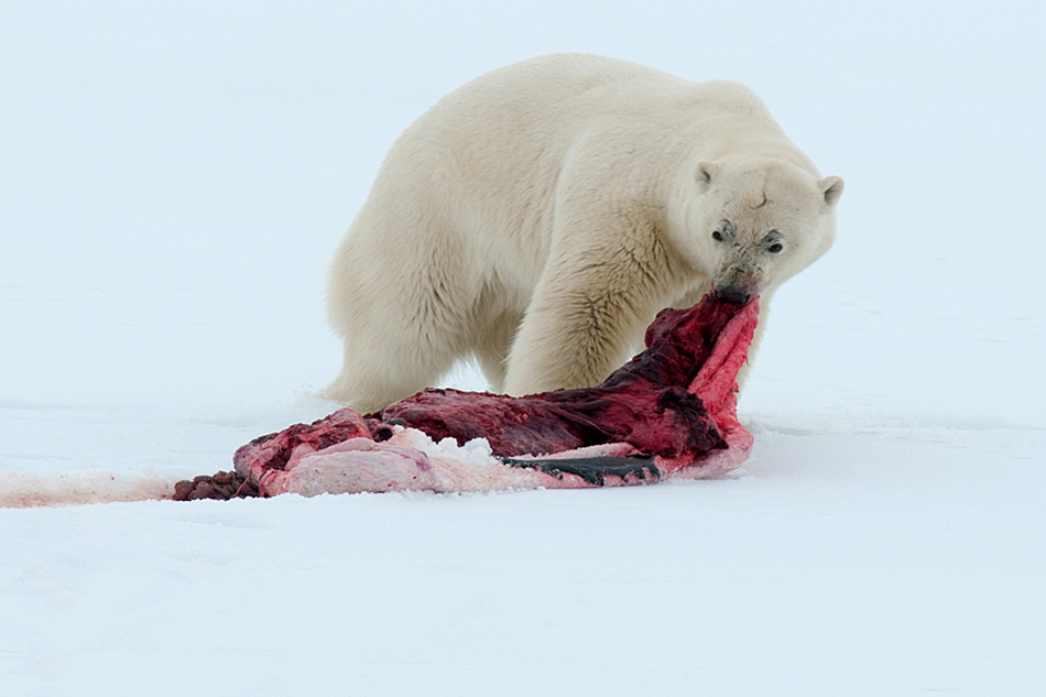 Polarbaer beim fressen