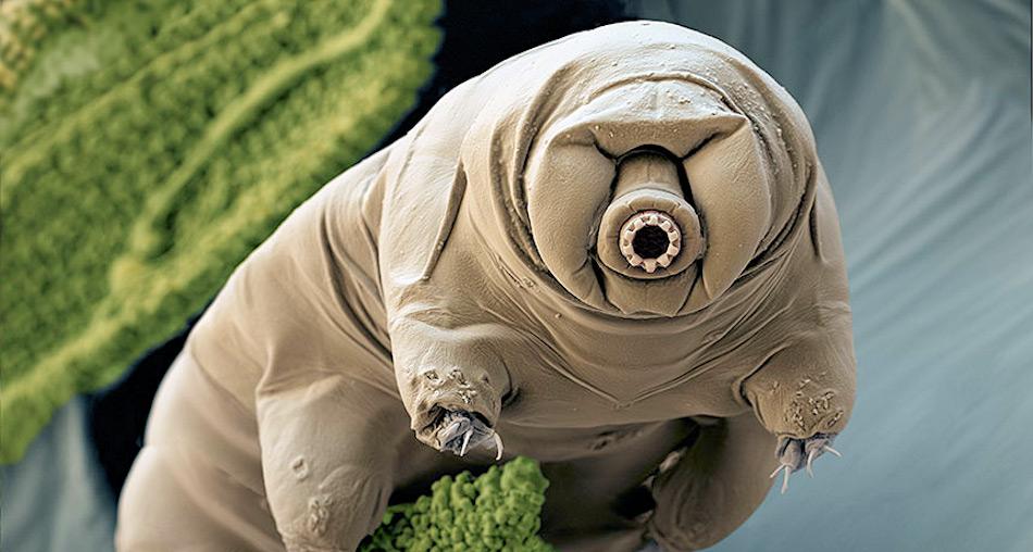 Wenn mehr Wasser durch die Täler fliesst, könnten mikroskopische Lebensformen wie diese Tardigraden auftauchen. Diese kleinen Kreaturen können verschiedene schlechte Bedingungen überdauern wie beispielsweise Kälte, Trockenheit und erhöhte Sonneneinstrahlung. Bild: Science News