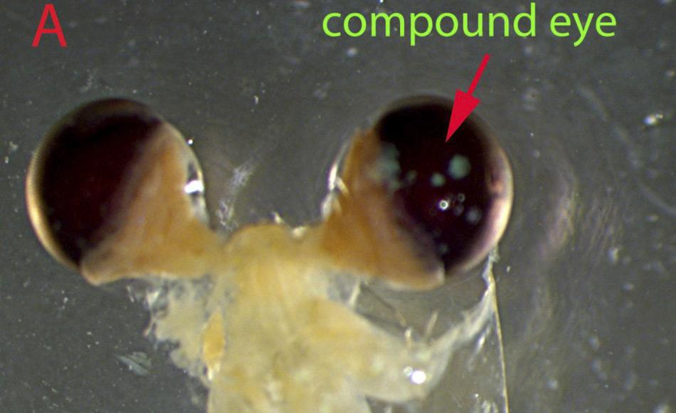 Abgesehen von den großen schwarzen Augen ist Krill meistens transparent, obwohl die Schale eine leuchtend rote Farbe durch kleine Pigmentflecken haben kann. Erwachsener Krill ist etwa sechs Zentimeter lang und wiegt rund ein Gramm. Dargestellt ist hier eines der Facettenaugen (Foto: PLOS ONE / Australian Antarctic Division)