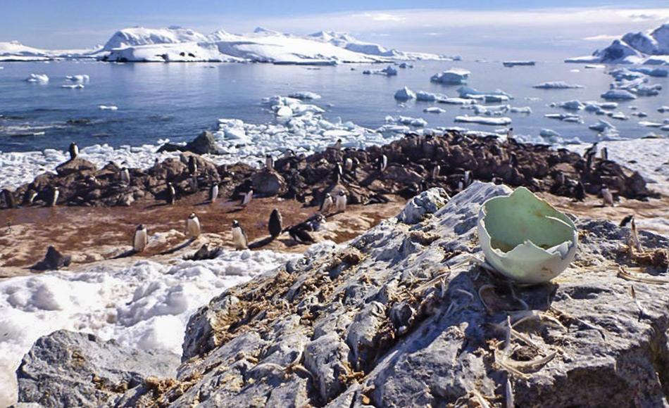 Sowohl Pinguinfedern als auch Eierschalen erlauben Einblicke in die Nahrung der Pinguine und wie sich ihre Umwelt verändert. (Bild: Kelton McMahon)