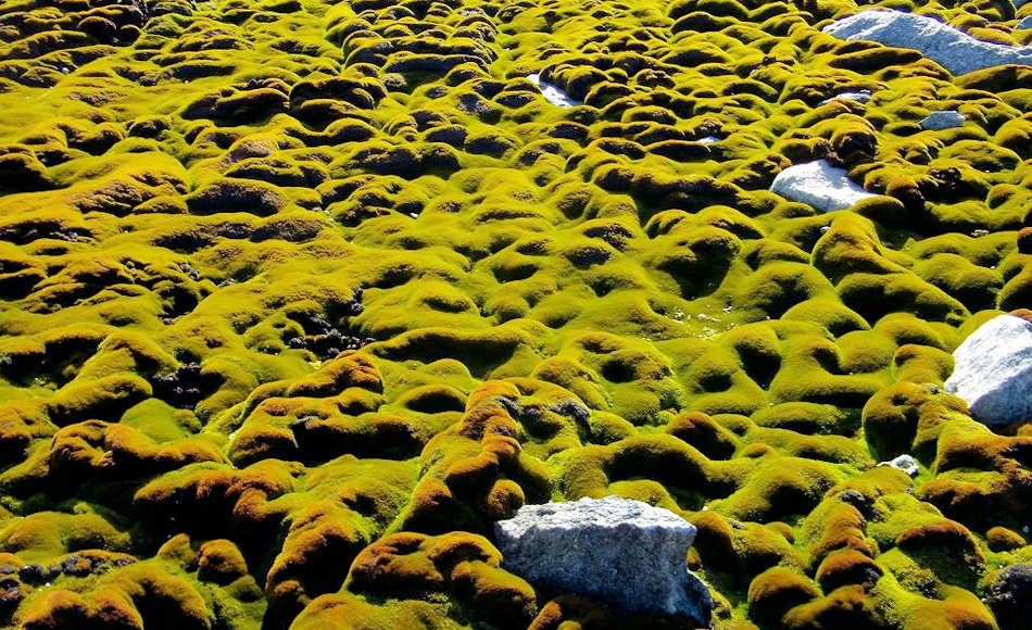 Einige Stellen auf den sonst exponierten Windmill Islands sind richtige grüne Moos-Oasen. Diese scheinen sich aber nun durch neue klimatische Bedingungen zu verändern. Bild: Sharon Robinson, AAD