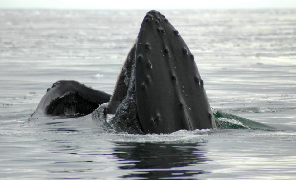 Verschiedene Walarten haben verschiedene Bartentypen. Die längsten Barten sind bei Grönlandwalen zu finden, die kleinsten bei Zwergwalen. Buckelwale, die sehr häufig ihre Barten bei Fressen zeigen, liegen eher in der Mitte. Bild: Michael Wenger
