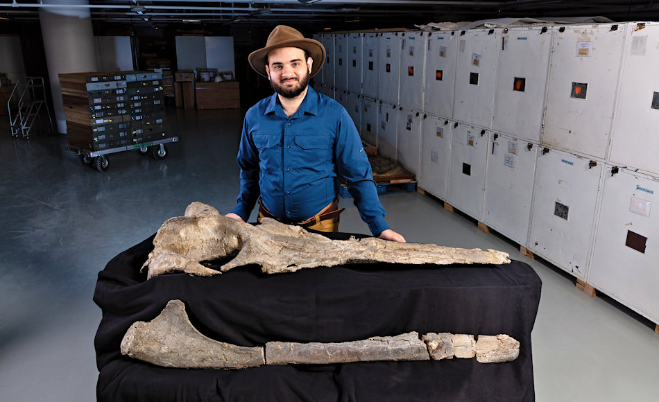 Carlos Peredo vom Smithsonian hat die Untersuchungen an Maiabalaena nesbittae durchgeführt und herausgefunden, dass der Urwal nicht nur keine Zähne, sondern auch keine Barten aufwies. Dafür hatte das Tier andere Methoden, sich zu ernähren. Bild: Smithsonian