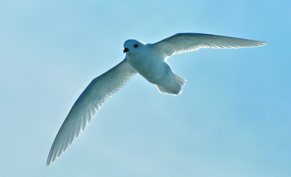 Neben dem antarktischen Kontinent finden sich die Tiere auch auf einigen subantarktischen Inseln in zwei Unterarten. Berichten zufolge wurde ein Schneesturmvogel auch schon am geographischen Südpol gesichtet. Bild: Michael Wenger