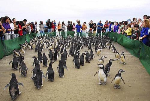 Pinguine-Brasilien2