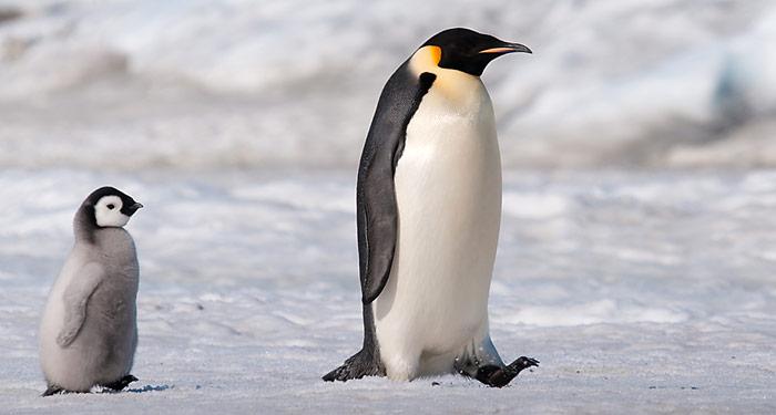 Kaiserpinguin mit Nachwuchs