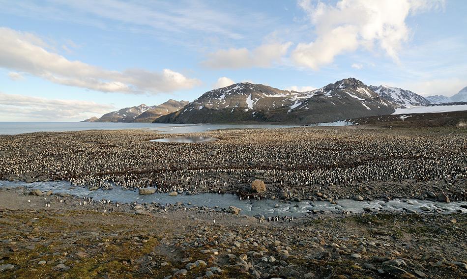 Über 400‘000 Königspinguine brüten im weiten Kessel von St. Andrew’s Bay. Starke Winde und Niederschläge sind hier keine Seltenheit. Trotzdem gelang es dem Team, die Köder auszustreuen.