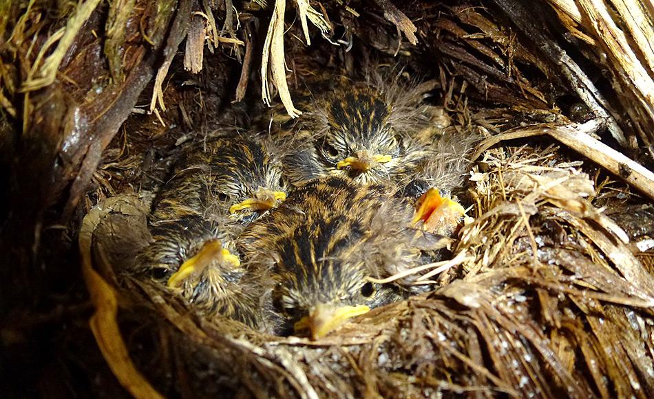 Der Südgeorgien-Riesenpieper, der südlichste Singvogel der Welt, kann wieder in seine angestammten Brutgebiete zurückkehren, wo er einst von den Ratten vertrieben wurde. Photo: Sally Poncet