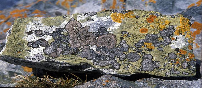 Flechten auf der Antarktischen Halbinsel