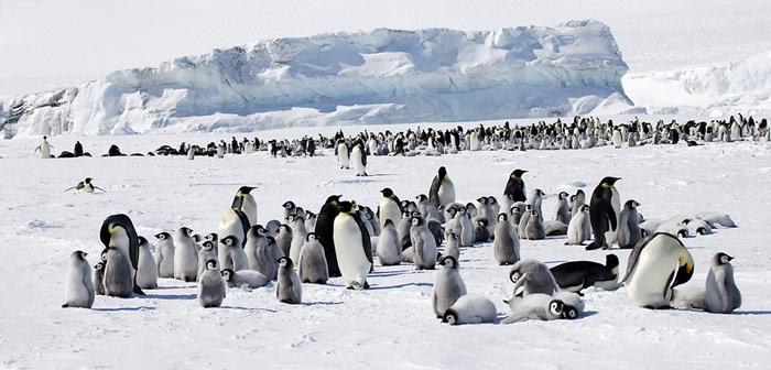 Snow Hill ist die nördlichste bekannte Kaiserpinguin-Kolonie und liegt in der Weddell Sea, auf der Ostseite der Antarktischen Halbinsel.