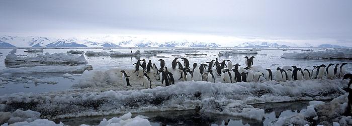 Gegenüber von Australien liegt am Eingang zur Ross Sea Cap Adare und gehört zur Region ACBR 8 – North Victoria Land.