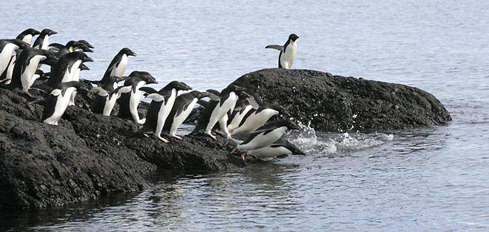 Die Adeliepinguine auf der antarktischen Halbinsel bekunden ebenfalls Mühe die Bestände halten zu können.