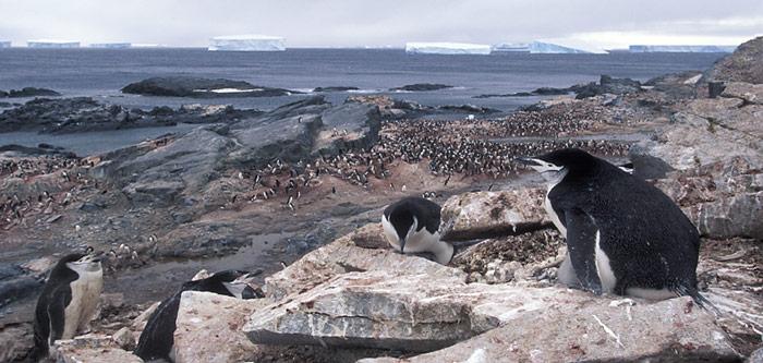 In weniger als 10 Jahren gingen die Bestände auf Deception Island um fast 40 Prozent zurück.