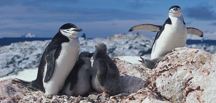 Die Zügelpinguin-Elterntiere bringen wegen der Nahrungsknappheit nur noch vereinzelt zwei Jungtiere gross.