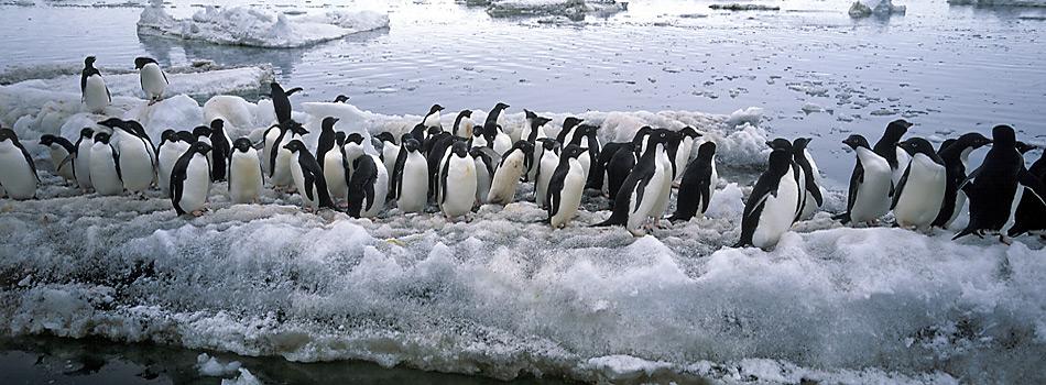 Der Bestand der Adéliepinguine gilt als stabil bis leicht zunehmend. Alle Brutkolonien der Ross-See nahmen beispielsweise zwischen 1981 und 2010 zwischen 3 und 30 Prozent zu.