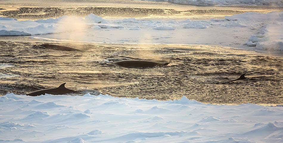 Eine Gruppe Antarktischer Zwergwale taucht im Weddellmeer in einer Eislücke zum Luftholen auf. Foto: Stefan Hendricks, AWI