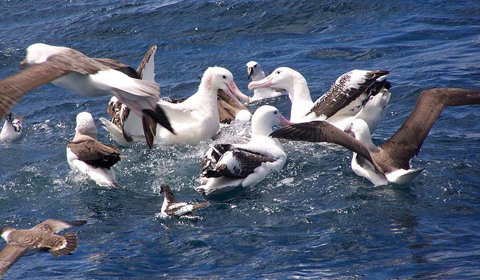 Wanderalbatrosse sind durch Langleinenfischerei bedroht, denn ihre Nahrungssuche bringt sie in Gebiete, in denen auch Menschen nach Nahrung suchen.