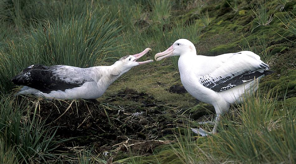 Wanderalbatrosse sind sehr langlebige Vögel. Der Rekord liegt für ein Weibchen bei 63 Jahren. Wenn einmal gefunden, bleiben die Paare ein Leben lang zusammen.