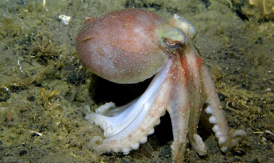 Die antarktische Krake Pareledone charcoti hat die höchste Konzentration von Hämocyanin im Blut.