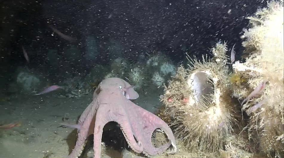 Die antarktische Krake findet man in Tiefen bis 500 Meter, in wenigen Fällen sogar bis 1‘000 Meter.