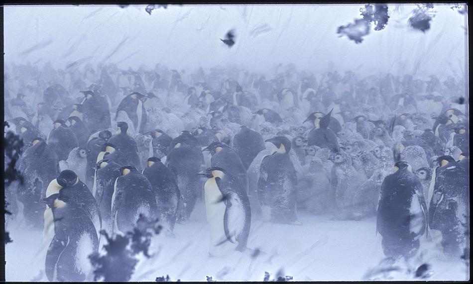 Kaiserpinguine überstehen schwere Stürme mit Temperaturen von minus 40 Grad Celsius und tiefer fast unbeschadet. Foto: Heiner Kubny