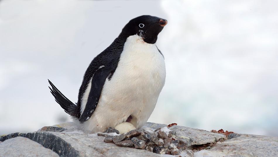 Adéliepinguine brüten auf dem antarktischen Festland. Kaiserpinguine dagegen brüten auf dem Festeis, welches den Kontinenten umgibt. Bild: Katja Riedel