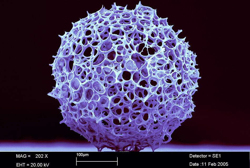 Mikroskopische Aufnahme einer Radiolarie, also eines einzelligen Lebewesens, das ein Siliziumdiodix (Opal) hat. Foto: Deutsches Museum / Klaus Macknapp