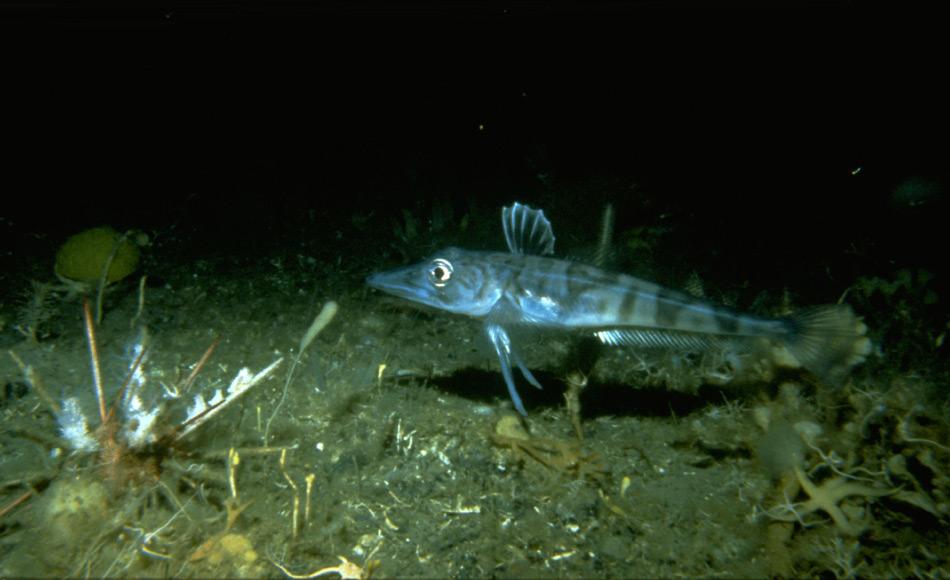 Eisfisch; rechte untere Ecke: Seegurken, die besonders an das Leben auf den Stacheln von Lanzenseeigeln angepasst sind (Foto: Alfred-Wegener-Institut / Julian Gutt)