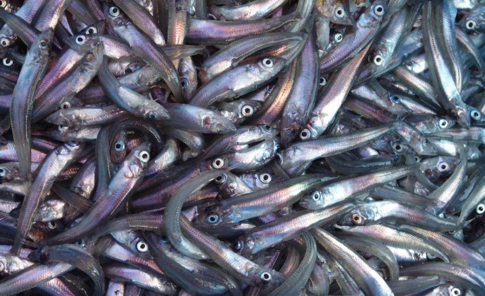 Antarktische Silberfische (Pleurogramma antarcticum) sind eine der Schlüsselarten im antarktischen Meeresökosystem. Eine grosse Zahl von Pinguinen, Walen und Robben ernähren sich von den bis zu 20 cm langen Fischen. Sie bilden grosse Schwärme über den Schelfgebieten Antarktikas. Bild: Philippe Koubbi