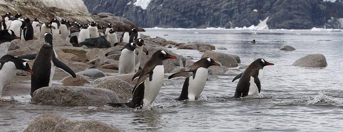 Eselpinguine ernähren sich grösstenteils von Krill und hätten sich ebenfalls gefreut, wenn in Hobart eine Zustimmung für die Schutzgebiete zustande gekommen wäre.