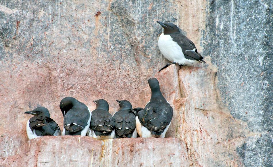 Lummen brüten auf engen Simsen nahe beieinander und die Küken werden zwischen Eltern und Wand eingeklemmt und so geschützt. Doch trotzdem müssen sie irgendwann den Sprung in die Tiefe wagen, bevor sie fliegen können. Bild: Michael Wenger