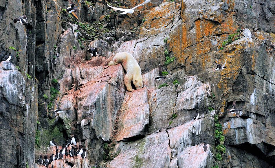 Küken werden normalerweise von Eisfüchsen oder Eismöwen gefressen. Doch hin und wieder wurden auch Eisbären gesehen, die auf den engen Simsen balancieren und sich die Jungen schnappen, ohne dass die Eltern etwas dagegen tun konnten. Bild: Michael Wenger