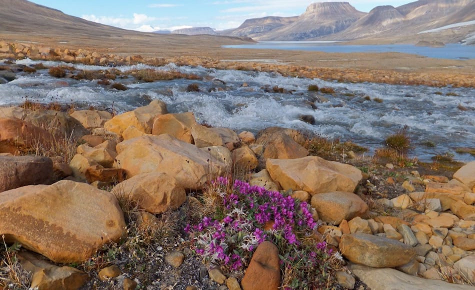 Die Insel Ellesmere liegt im äussersten Norden des kanadischen Arktis-Archipels. Die Insel ist fast 5-mal grösser als die Schweiz und stark vergletschert. Von den Inuit wird sie „Land der Moschusochsen“ genannt und gilt als Kältewüste mit wenig Niederschlag aber reicher Tundra. Bild: Paul Gierszewski / Wikipedia