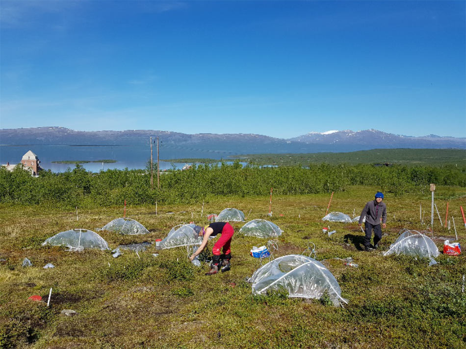 Forscher der Universität Kopenhagen nutzen für ihre Untersuchungen in Abisko, Schweden, Mini-Gewächshäuser aus Kunststoff. Credit: Riikka Rinnan