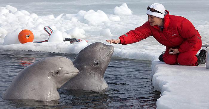 Belugas-am-Eisloch