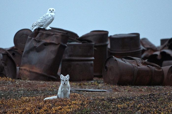 014_Wrangel_Island