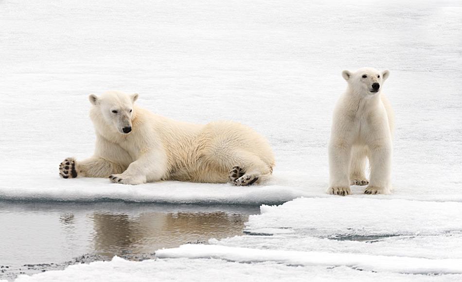 Eisbären-Kleinfamilie in Spitzbergen. Vor allem in den Monaten vor und nach der Geburt sind gute Eisverhältnisse lebenswichtig.