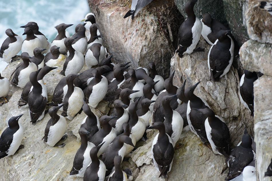 Die Trottellumme ist ein Pinguin-ähnlicher, aber fliegender Seevogel. Er ist nicht ganz so angepasst an die kalte Umgebung wie sein Verwandter, die Dickschnabellumme, die noch auf Spitzbergen brütet. Doch in der Beringstrasse überschneiden sich die Lebensräume der beiden Arten aufgrund der grossen Nahrungsmengen im Meer. Bild: Michael Wenger