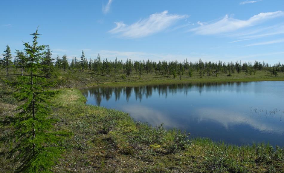 Lärchenwälder machen einen signifikanten Teil der sibirischen Taiga aus. Die Bäume, die nur eine geringe Bodentiefe benötigen zum Wurzeln, sind die letzte Grenze vor der arktischen Tundra. Bild: Stefan Kruse