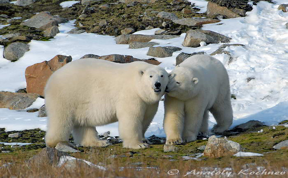 Wrangel Island liegt rund 150 Kilometer vor der russischen Küste in der Tschuktschensee. Menschen lebten bis 2003 auf der Insel, die schon 1976 zu einem Nationalpark erhoben wurde und im Jahr 2004 in die Liste der Weltnaturerbe aufgenommen wurde.