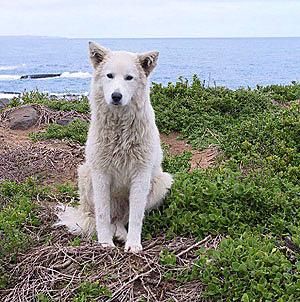 Hirtenhunde als Pinguin-Beschützer