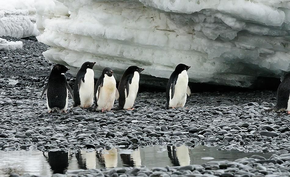 Adéliepinguine könnten Rennen gegen den Klimawandel verlieren