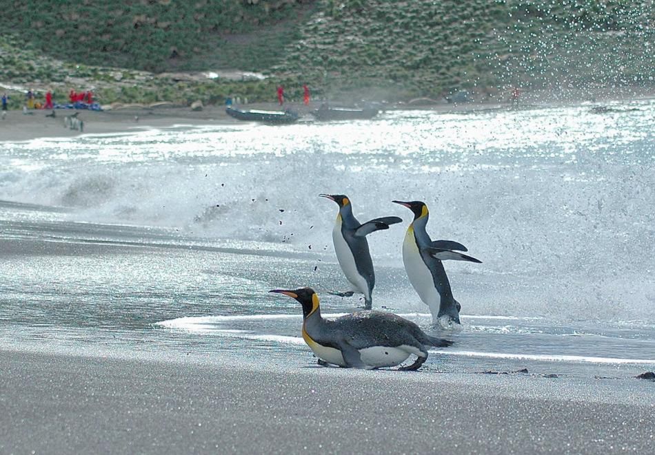 Pinguingehirne änderten sich nicht durch Verlust des Fliegens